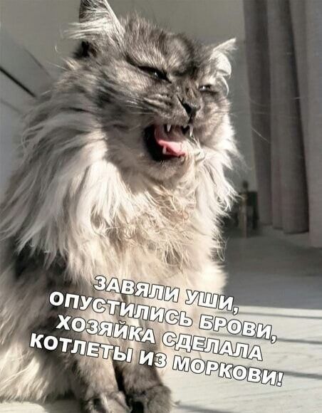 ЗАВЯЛИ УШИ, ОПУСТИЛИСЬ БРОВИ, ХОЗЯЙКА СДЕЛАЛА КОТЛЕТЫ ИЗ МОРКОВИ!