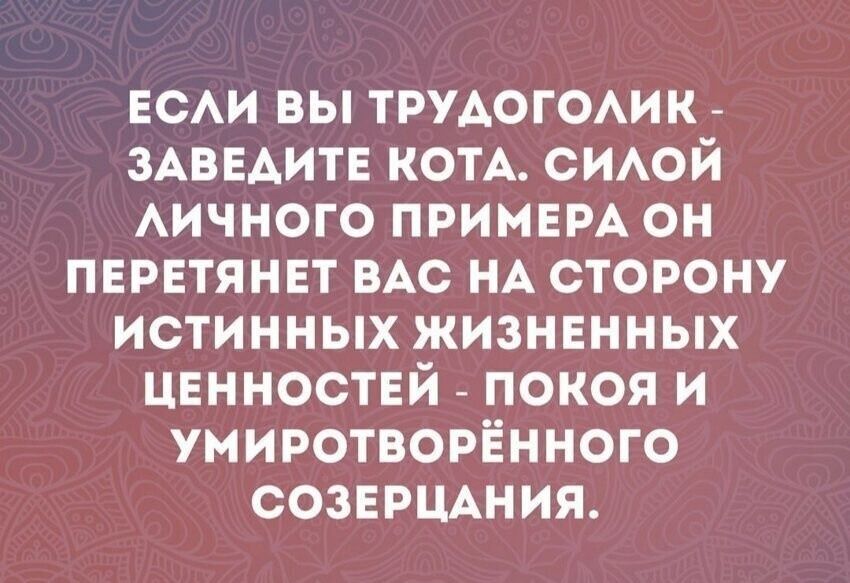 ЕСЛИ ВЫ ТРУДОГОЛИК - ЗАВЕДИТЕ КОТА. СИЛОЙ ЛИЧНОГО ПРИМЕРА ОН ПЕРЕТЯНЕТ ВАС НА СТОРОНУ ИСТИННЫХ ЖИЗНЕННЫХ ЦЕННОСТЕЙ - ПОКОЯ И УМИРОТВОРЁННОГО СОЗЕРЦАНИЯ.