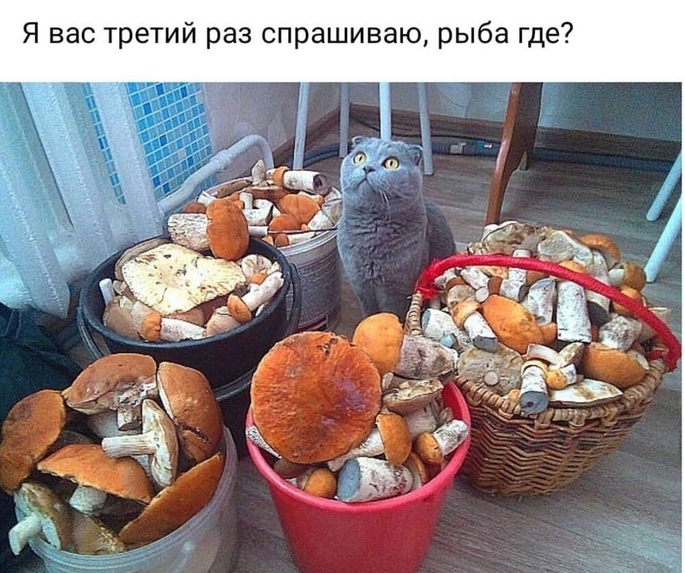 Я вас третий раз спрашиваю, рыба где?