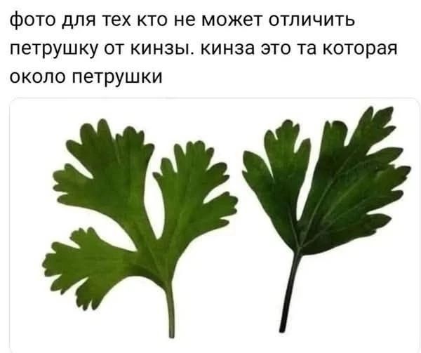 фото для тех кто не может отличить петрушку от кинзы. кинза это та которая около петрушки