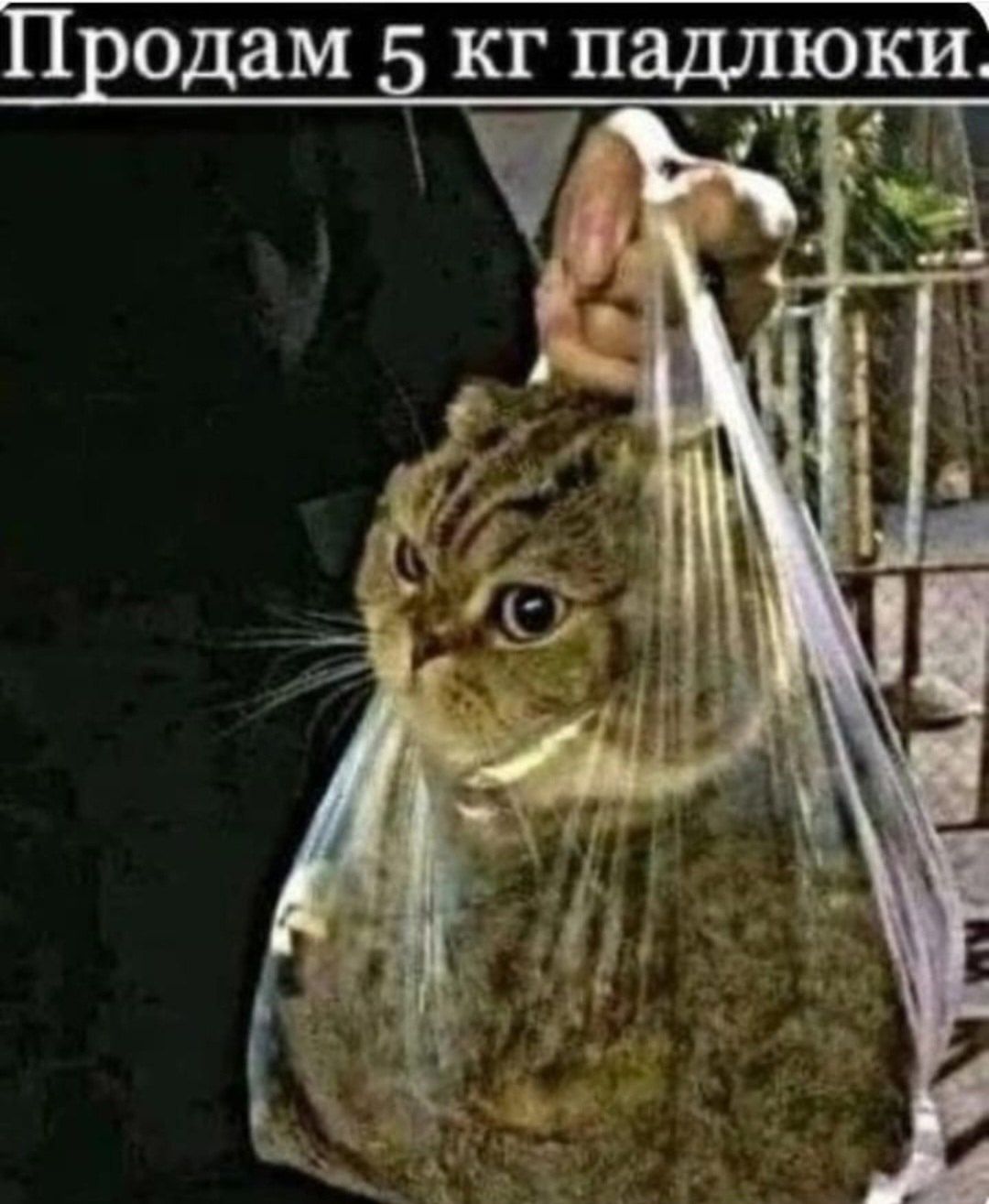 Продам 5 кг подлюки.