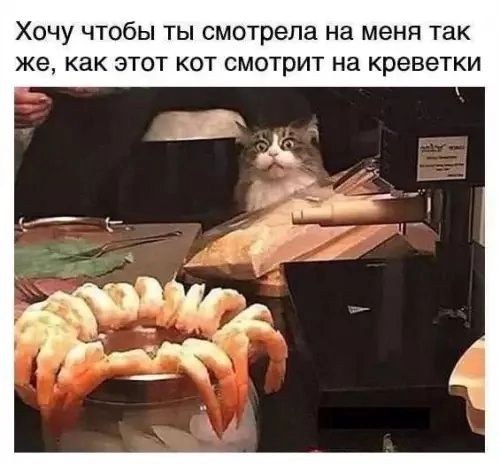 Хочу чтобы ты смотрела на меня так же, как этот кот смотрит на креветки