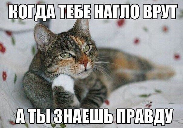 КОГДА ТЕБЕ НАГЛО ВРУТ А ТЫ ЗНАЕШЬ ПРАВДУ