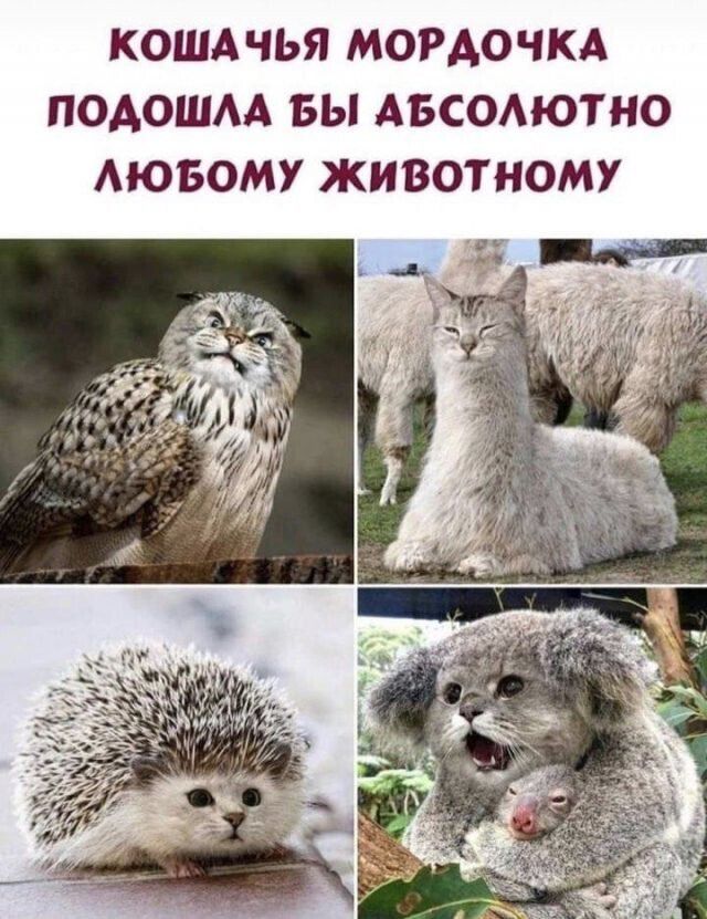 КОШАЧЬЯ МОРДОЧКА ПОДОШЛА БЫ АБСОЛЮТНО ЛЮБОМУ ЖИВОТНОМУ