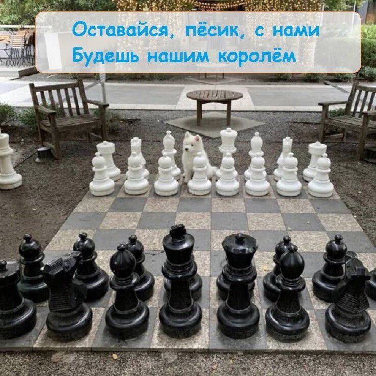 Оставаться, пёсик, с нами Будешь нашим королём
