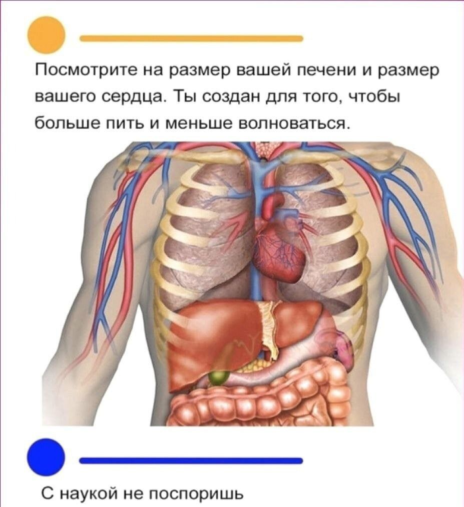 Посмотрите на размер вашей печени и размер вашего сердца. Ты создан для того, чтобы больше пить и меньше волноваться. С наукой не поспоришь.