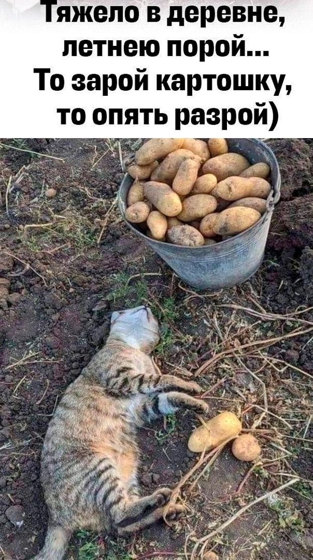Тяжело в деревне, летнею порой... То зарой картошку, то опять разрой)