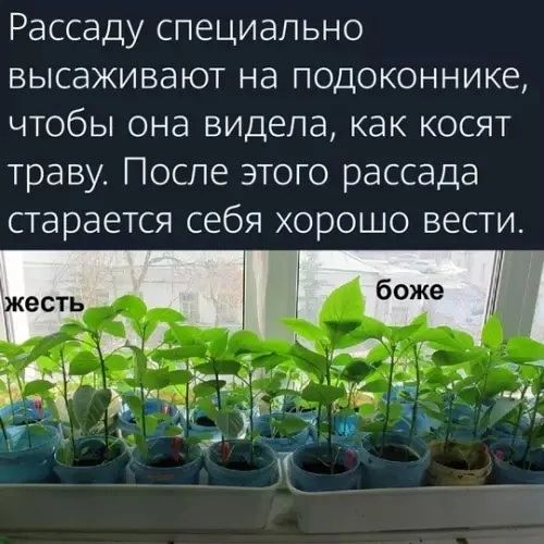 Рассаду специально высаживают на подоконнике, чтобы она видела, как косят траву. После этого рассада старается себя хорошо вести.
