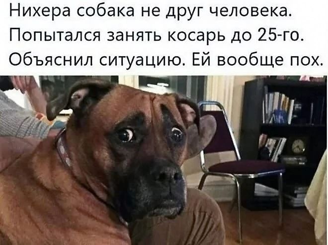 Нихера собака не друг человека.
Попытался занять косарь до 25-го.
Объяснил ситуацию. Ей вообще пох.