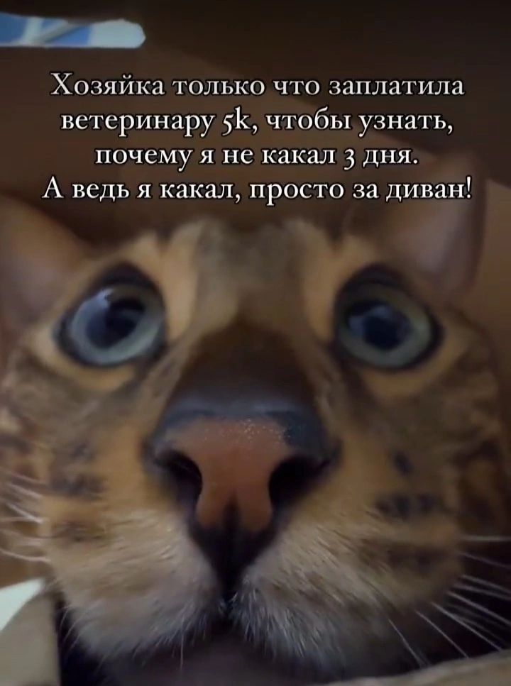 Хозяйка только что заплатила ветеринару 5к, чтобы узнать, почему я не какал 3 дня. А ведь я какал, просто за диван!