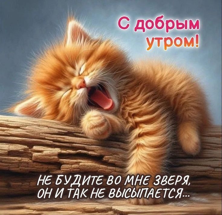 С добрым утром!
НЕ БУДИТЕ VO МНЕ ЗВЕРЯ, ОН И ТАК НЕ ВЫСЫПАЕТСЯ...
