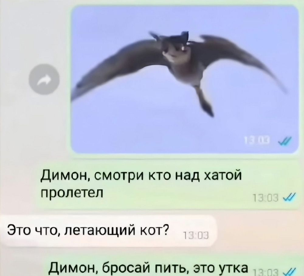 Димон, смотри кто над хатой пролетел
Это что, летающий кот?
Димон, бросай пить, это утка