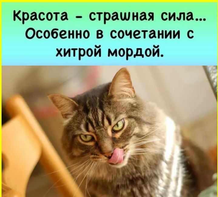 Красота – страшная сила… Особенно в сочетании с хитрой мордой.