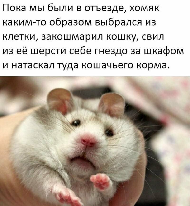 Пока мы были в отъезде, хомяк каким-то образом выбрался из клетки, закашмарил кошку, свил из её шерсти себе гнездо за шкафом и натаскал туда кошачьего корма.