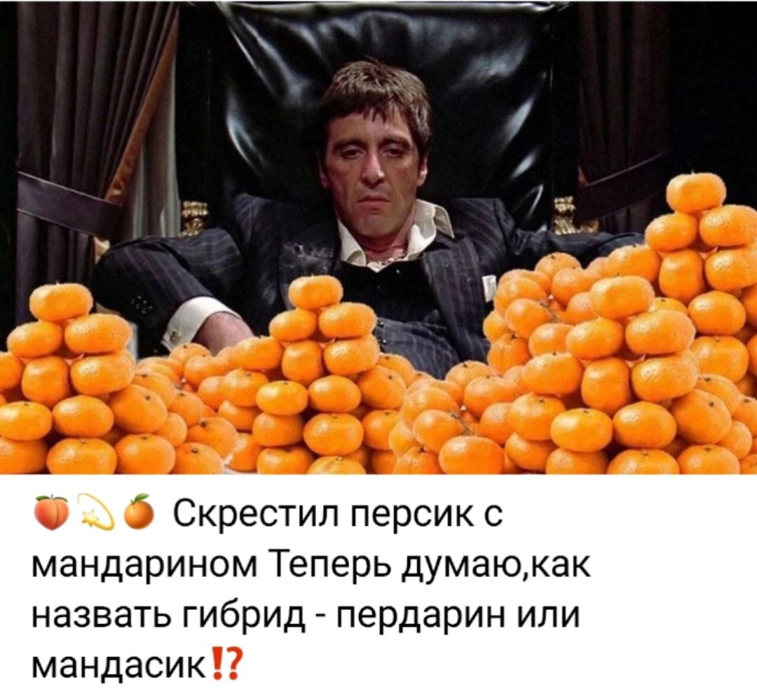 🍑🍊 Скрестил персик с мандарином. Теперь думаю, как назвать гибрид - пердарин или мандасик!?