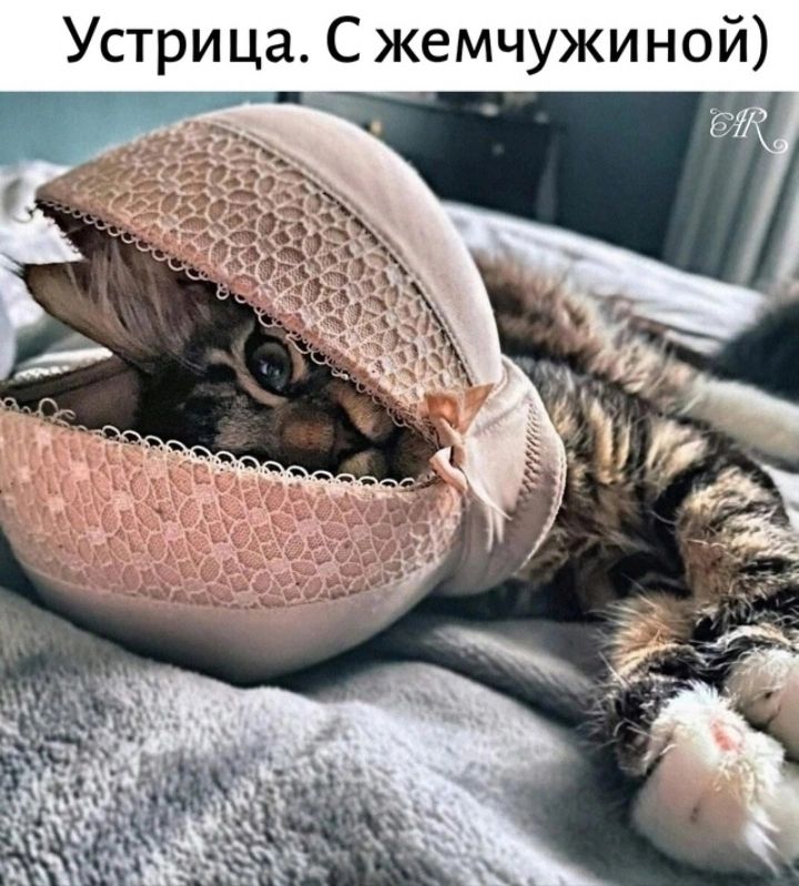Устрица. С жемчужиной)