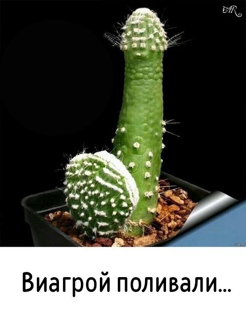 Виагрой поливали...