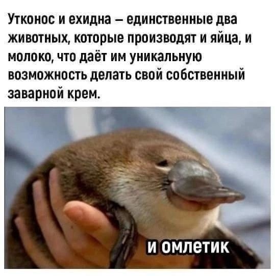 Утконос и ехидна – единственные два животных, которые производят и яйца, и молоко, что даёт им уникальную возможность делать свой собственный заварной крем.

и омлетик