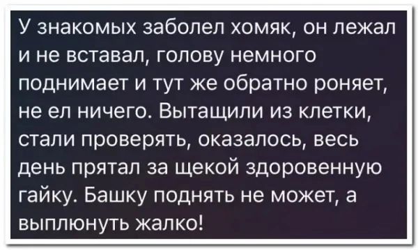 У знакомых заболел хомяк, он лежал и не вставал, голову немного поднимает и тут же обратно роняет, не ел ничего. Вытащили из клетки, стали проверять, оказалось, весь день прятал за щекой здоровенную гайку. Башку поднять не может, а выплюнуть жалко!