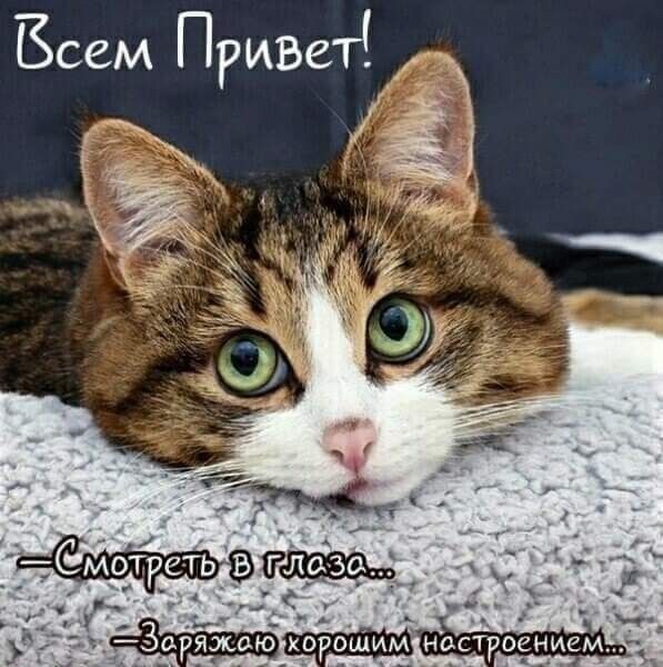 Всем Привет!
— Смотреть в глаза...
— Заряжаю хорошим настроением...