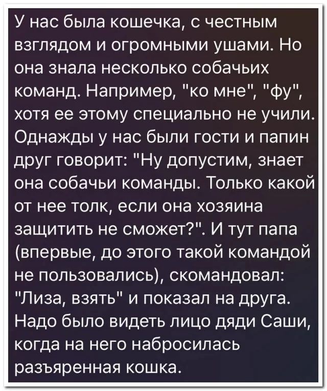 У нас была кошечка, с честным взглядом и огромными ушами. Но она знала несколько собачьих команд. Например, 