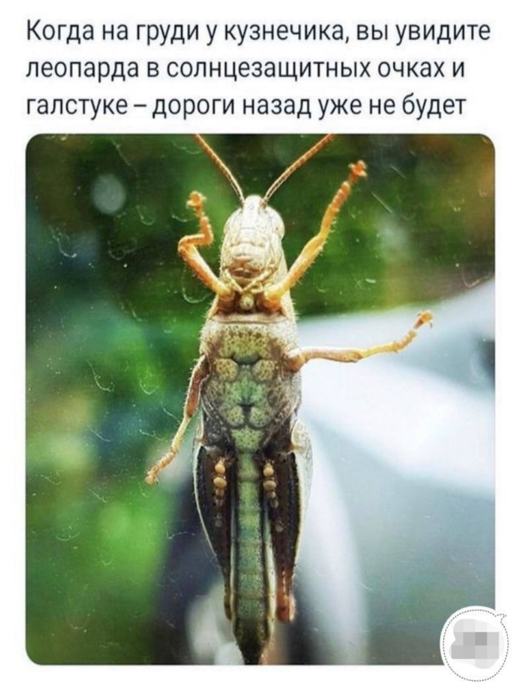 Когда на груди у кузнечика, вы увидите леопарда в солнцезащитных очках и галстуке – дороги назад уже не будет