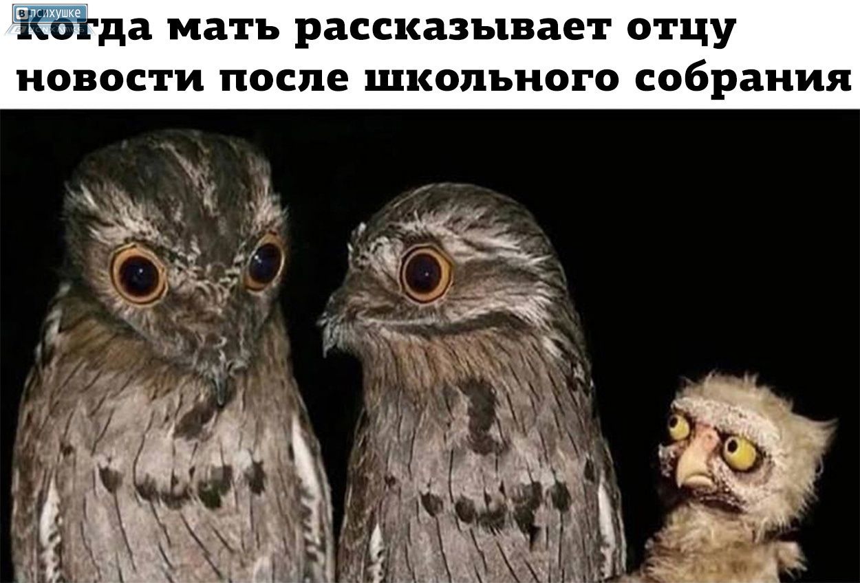 Когда мать рассказывает отцу новости после школьного собрания