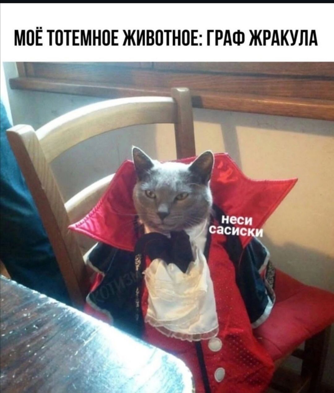 МОЁ ТОТЕМНОЕ ЖИВОТНОЕ: ГРАФ ЖРАКУЛА
неси сосиски