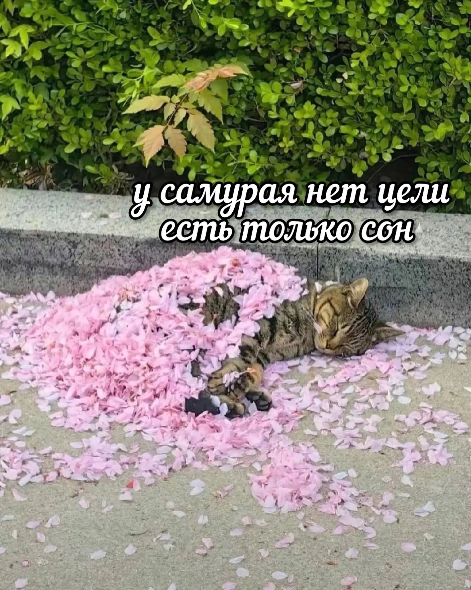 у самурая нет цели есть только сон