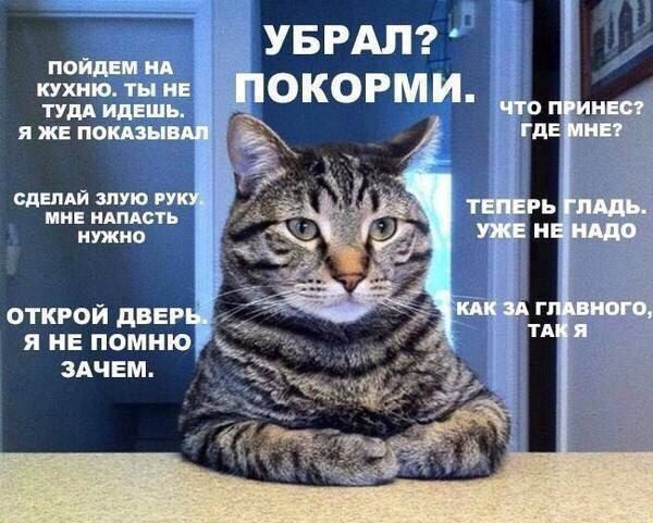 УБРАЛ? ПОКОРМИ.
Что принес? Где мне?
Теперь гладь. Уже не надо.
ОТКРОЙ ДВЕРЬ. Я НЕ ПОМНЮ ЗАЧЕМ.
СДЕЛАЙ ЗЛУЮ РУКУ. МНЕ НАПАСТЬ НУЖНО.