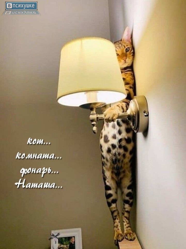 кот... комната... фонарь... Наташа...
