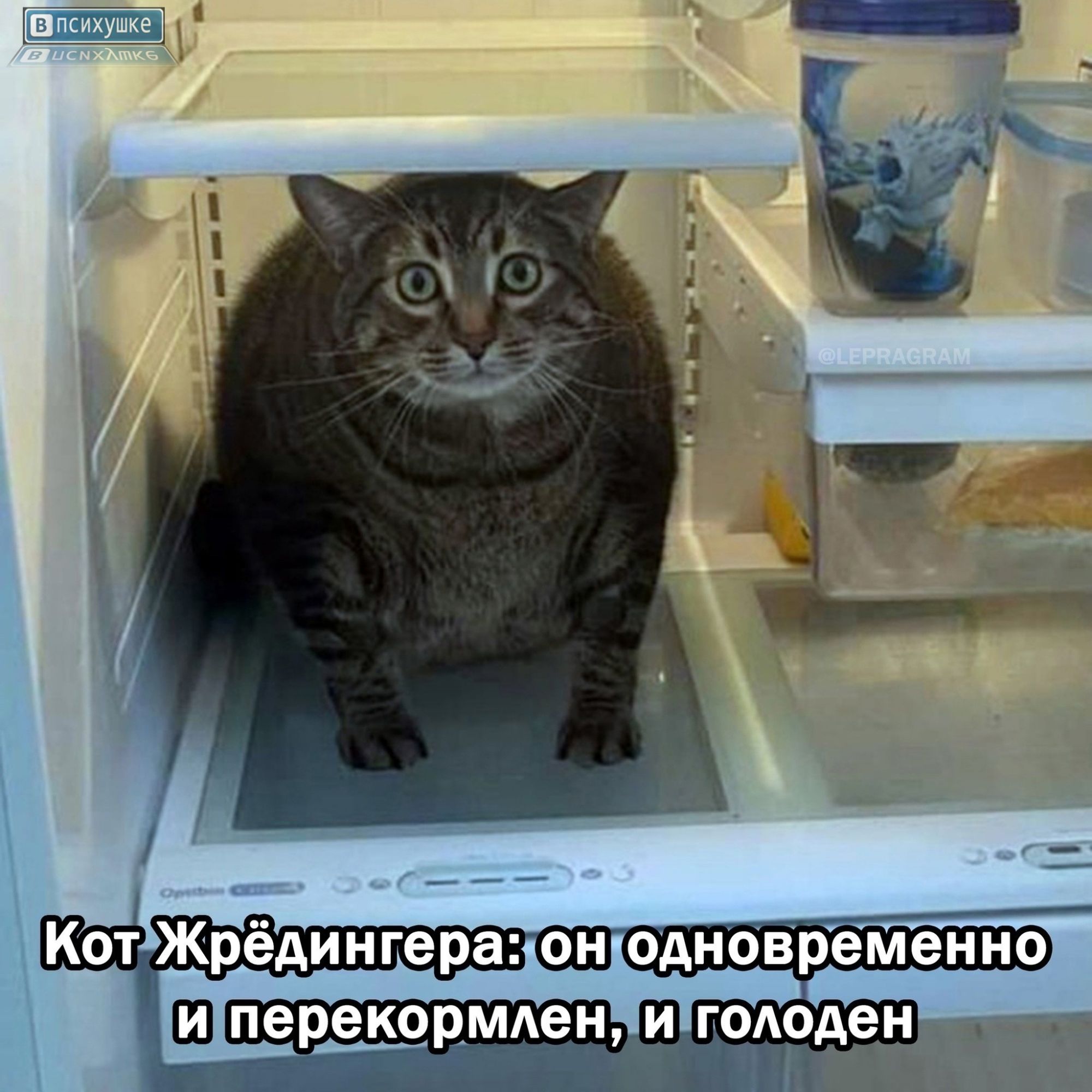 Кот Жрёдингера: он одновременно и перекормлен, и голоден