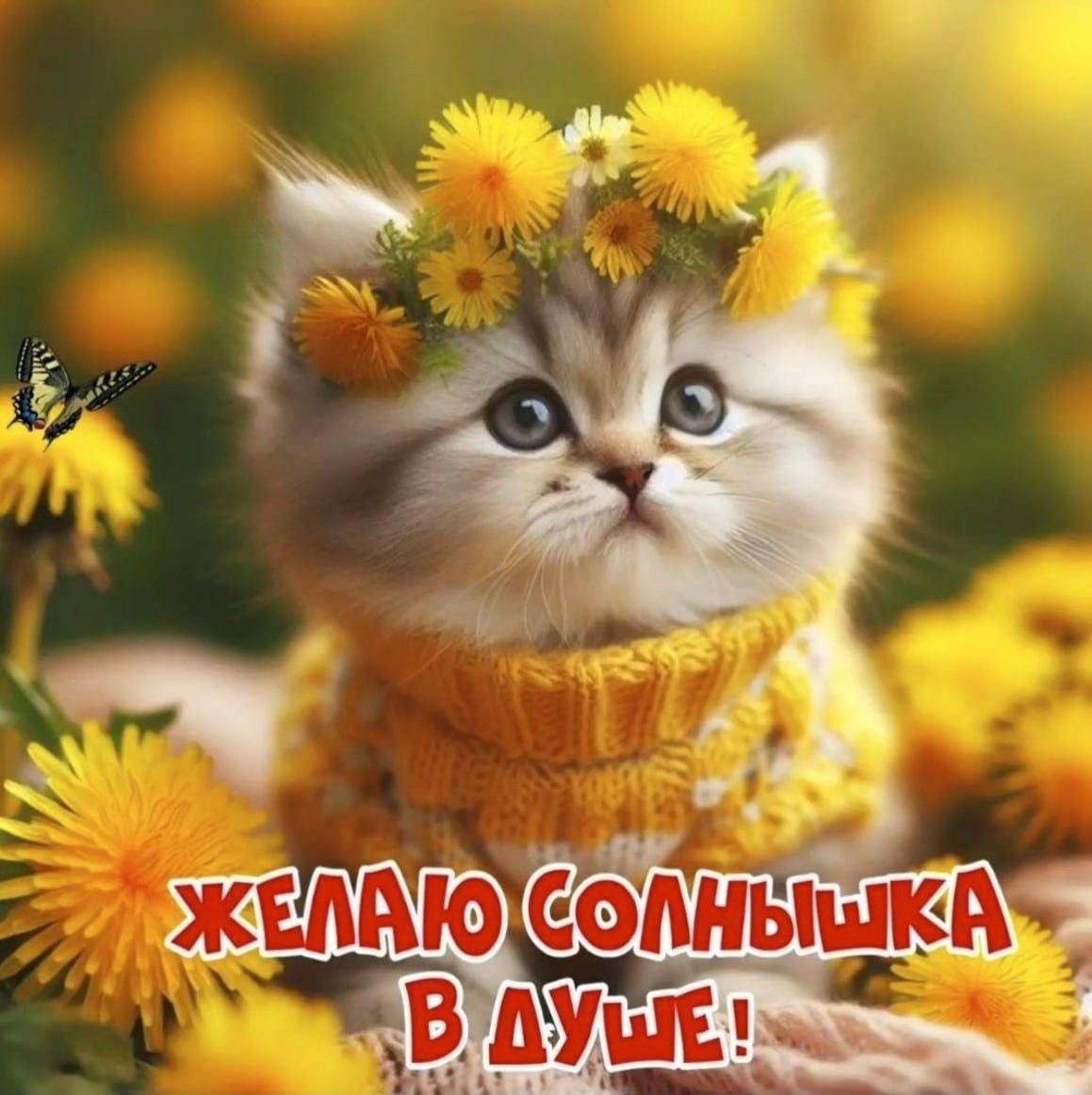 ЖЕЛАЮ СОЛНЫШКА В ДУШЕ!