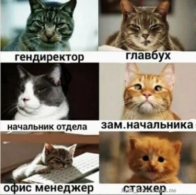 гендиректор
главбух
начальник отдела
зам.начальника
офис менеджер
стажер