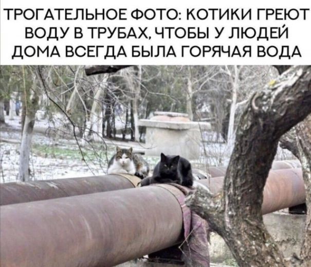 ТРОГАТЕЛЬНОЕ ФОТО: КОТИКИ ГРЕЮТ ВОДУ В ТРУБАХ, ЧТОБЫ У ЛЮДЕЙ ДОМА ВСЕГДА БЫЛА ГОРЯЧАЯ ВОДА