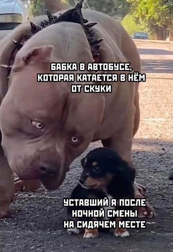 БАБКА В АВТОБУСЕ, КОТОРАЯ КАТАЕТСЯ В НЁМ ОТ СКУКИ
УСТАВШИЙ Я ПОСЛЕ НОЧНОЙ СМЕНЫ НА СИДЯЧЕМ МЕСТЕ