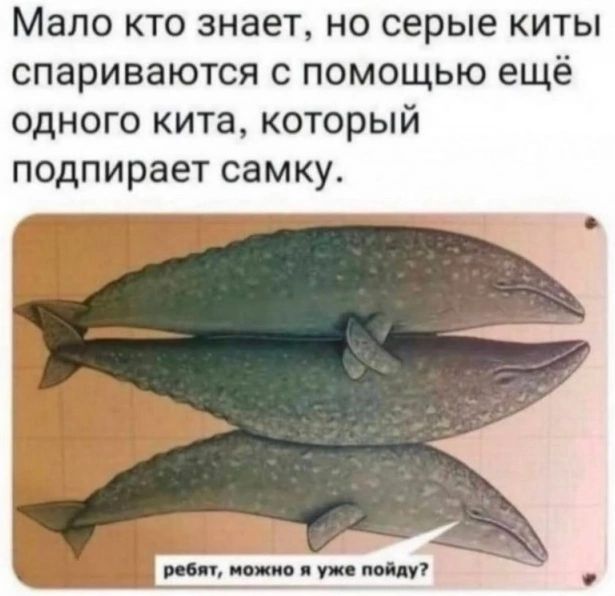 Мало кто знает, но серые киты спариваются с помощью ещё одного кита, который подпират самку.
ребят, можно я уже пойду?