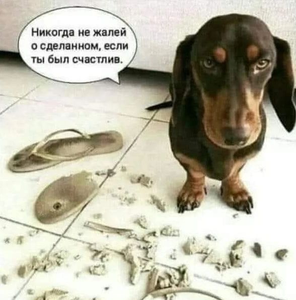 Никогда не жалей о сделанном, если ты был счастлив.