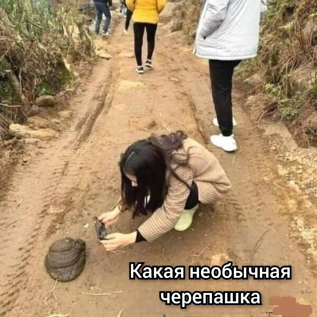 Какая необычная черепашка