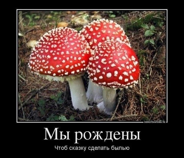 Мы рождены
Чтобы сказку сделать былью