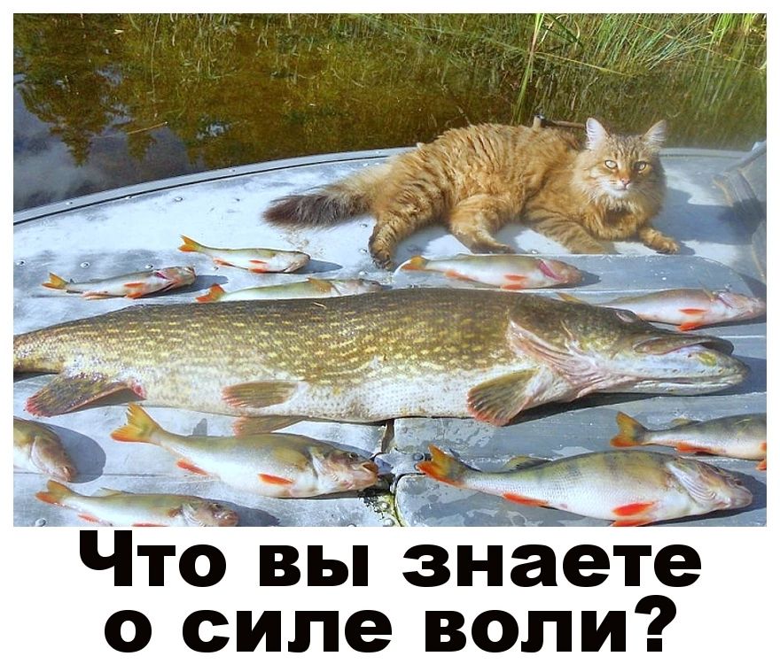Что вы знаете о силе воли?