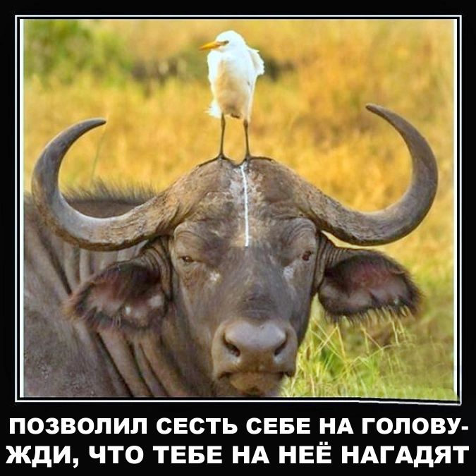 ПОЗВОЛИЛ СЕСТЬ СЕБЕ НА ГОЛОВУ- ЖДИ, ЧТО ТЕБЕ НА НЁЙ НАГАДЯТ