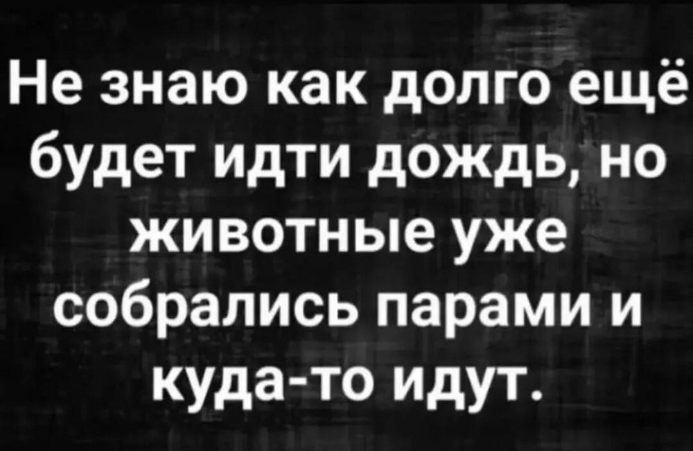 Не знаю как долго ещё будет идти дождь, но животные уже собрались парами и куда-то идут.