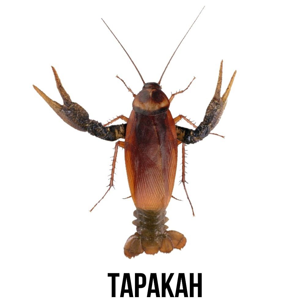 ТАПАХА