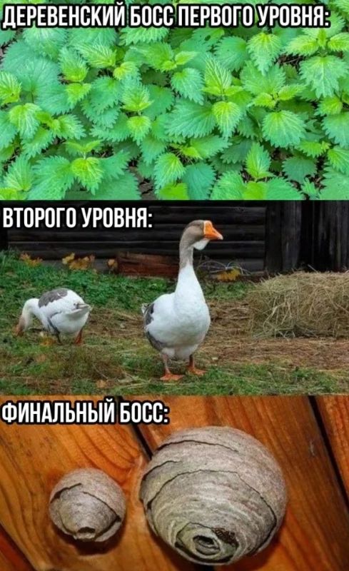 ДЕРЕВЕНСКИЙ БОСС ПЕРВОГО УРОВНЯ:
ВТОРОГО УРОВНЯ:
ФИНАЛЬНЫЙ БОСС: