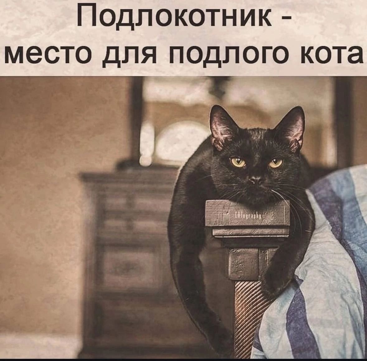 Подлокотник - место для подлого кота