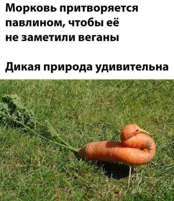 Морковь притворяется павлином, чтобы её не заметили веганы
Дикая природа удивительна