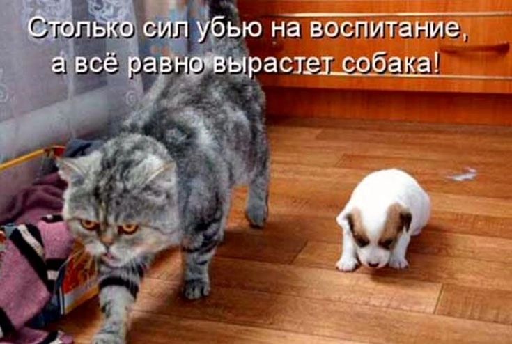 Столько сил убью на воспитание, а всё равно вырастет собака!