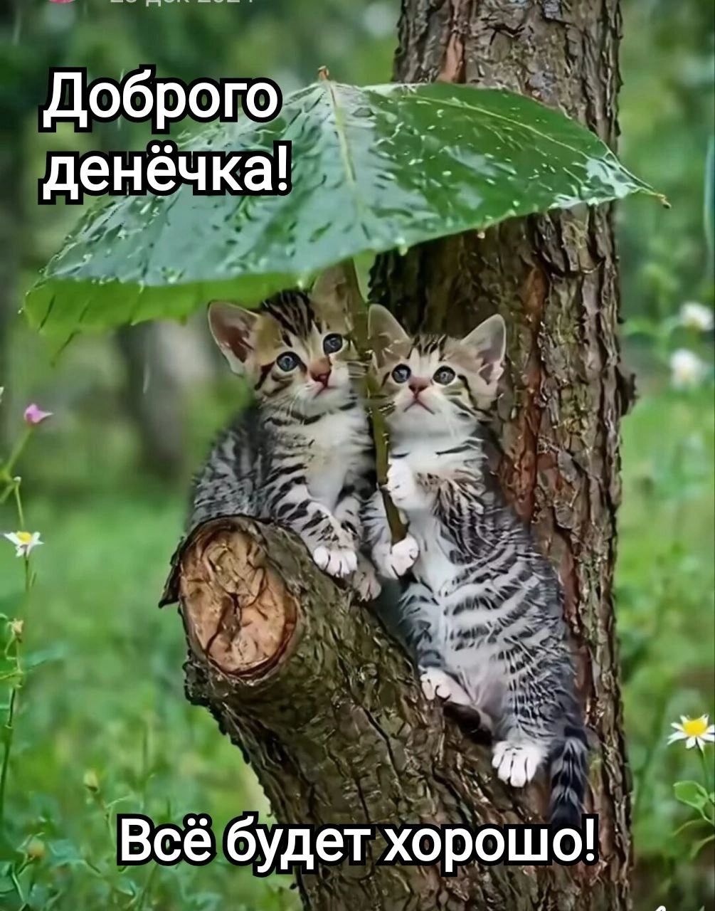 Доброе денёчка! Всё будет хорошо!