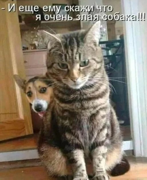 - И еще ему скажи, что я очень злая собака!!!